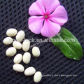 2014 Crop 500~600pcs White Pearl Beans